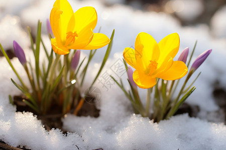 冰雪中的黄花图片