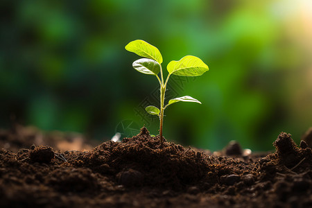 一棵植物从土地上抽出嫩芽图片