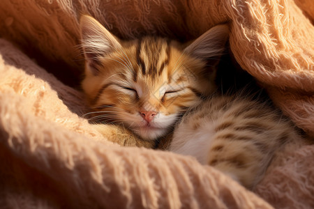 小猫睡眠之美图片