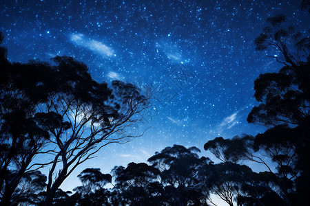 夜空中的星辰与树木图片