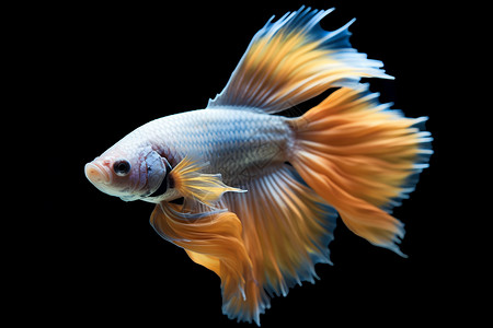 美丽的金鱼在游动背景图片