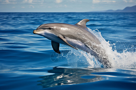 跃入海中海豚海中跳跃的野生海豚背景