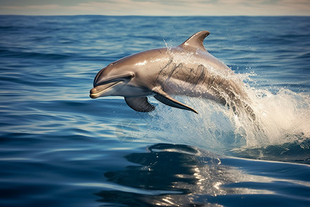 海中一跃而起的海豚背景