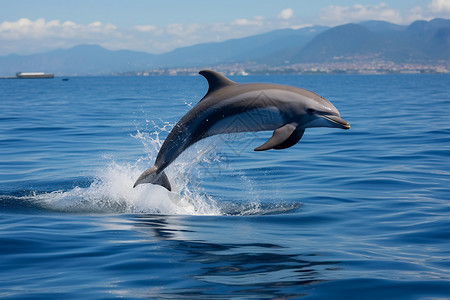 跃出海面的海豚海上跳跃的海豚特写背景