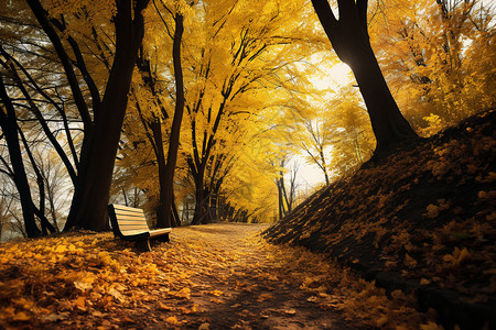 金黄色的秋季森林公园景观图片