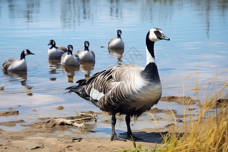 乡村湖畔的鸭子群背景