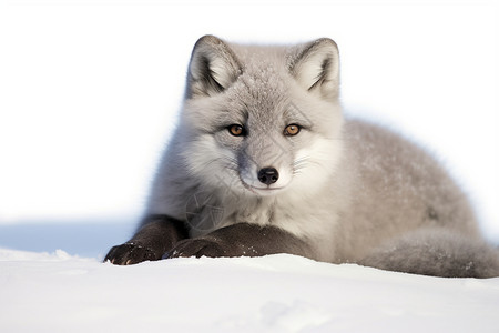 雪地上雪狐冬季雪地上的狐仔背景