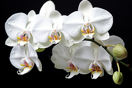 满是露珠的白色兰花图片
