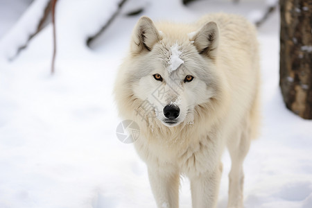 冬季雪山中觅食的孤狼图片