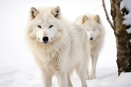 站立行走动物雪地中站立的狼群背景