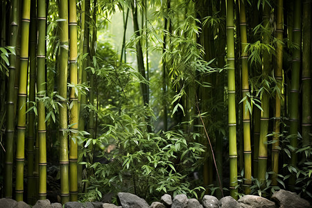 自然静谧的竹林景观图片