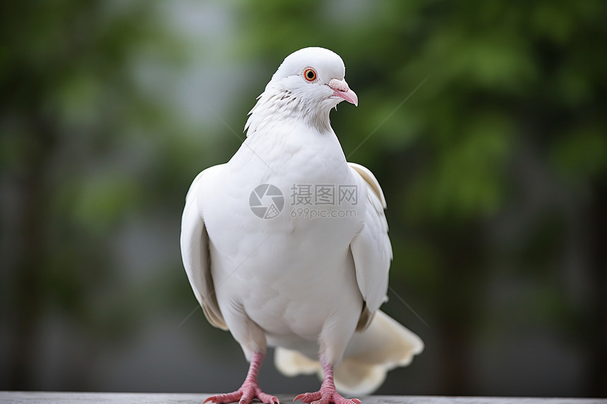 广场上站立的白鸽图片