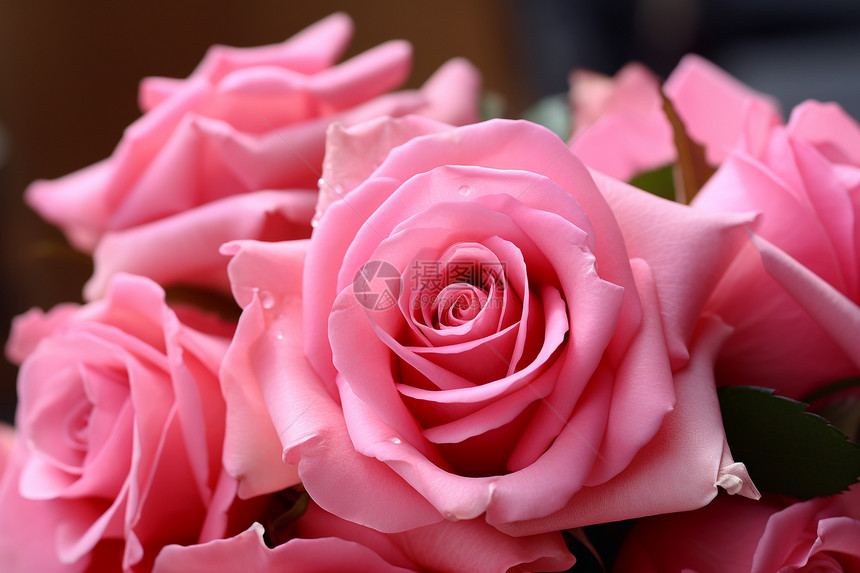 盛放的浪漫玫瑰图片
