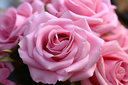 美丽漂亮的粉色玫瑰背景图片