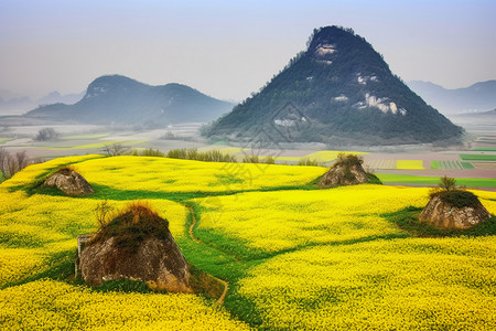 油菜花海背景图片