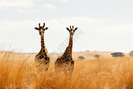 野外的一对长颈鹿图片