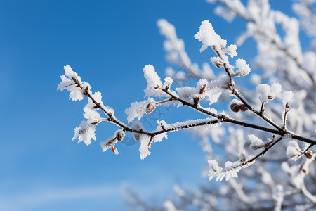 二十四节气霜降图片树枝上的雪背景