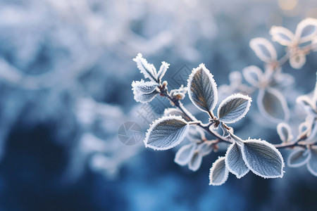 冬天的树叶树枝冰溜高清图片