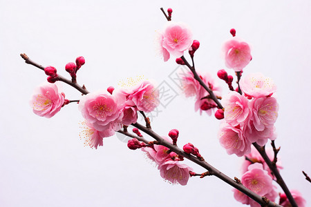 桃花树枝背景图片