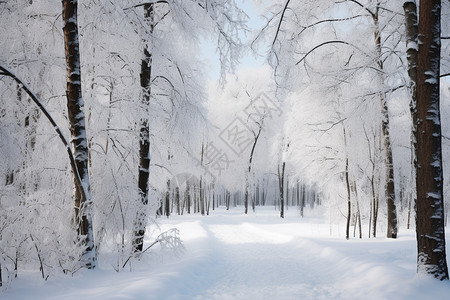 森林里的雪地图片