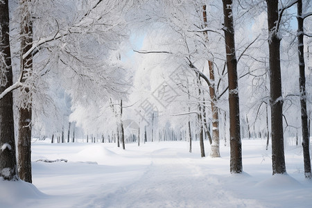 树林里的积雪图片