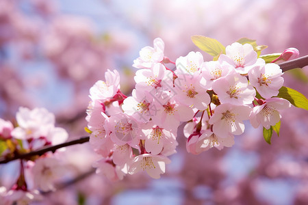 阳光直射的樱花图片