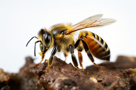 勇敢的小蜜蜂图片