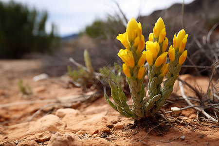 沙漠中盛开的黄花图片