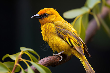 黄色小鸟栖息于枝头高清图片