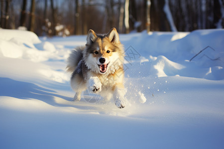在雪地里狗小狗在雪地中奔跑背景