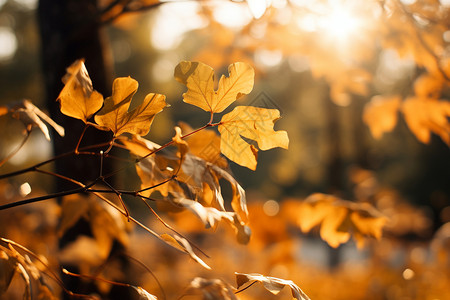 树上金黄的树叶背景图片