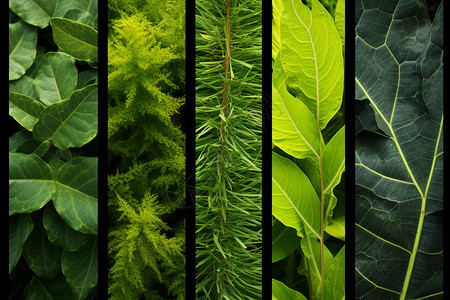 生长的各种绿叶背景图片