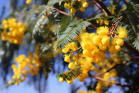 小黄花树下的春天图片
