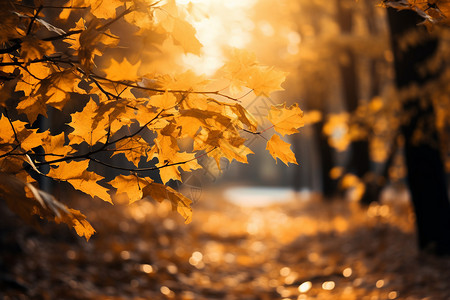秋日黄叶下的公园小径图片
