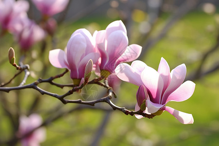 花开如梦花开如锦高清图片