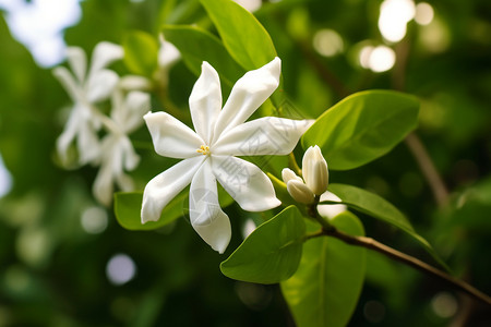 美丽的茉莉花背景图片