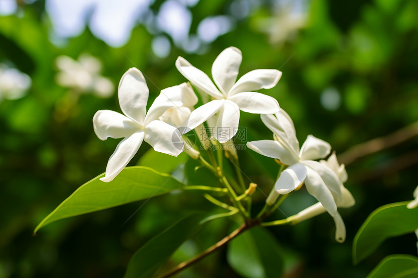 茉莉花的美图片