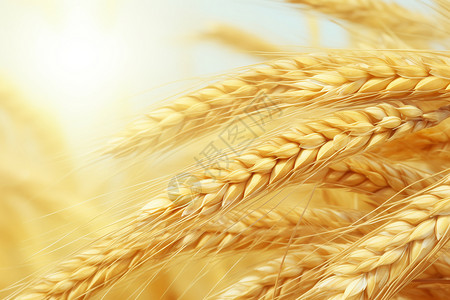 谷物植物金色麦浪背景