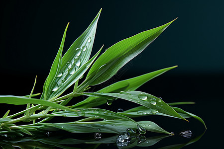 新鲜绿草上的水滴图片