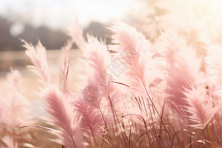 草地上盛开的粉红花朵图片