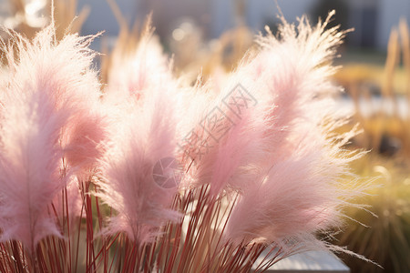 粉红绣球花在阳光下绽放图片