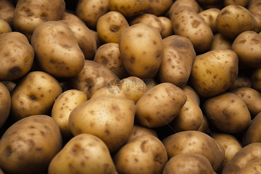 农田的土豆图片