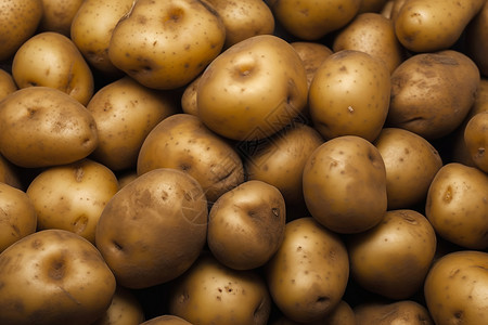 土豆采摘图片