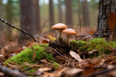 秋天森林的牛肝菌高清图片