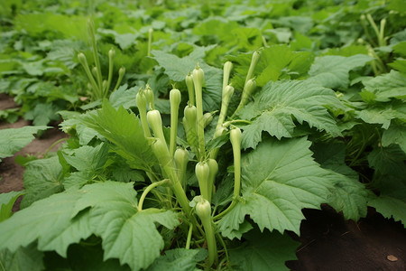 田地里的新鲜蔬菜图片