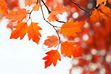 秋天的红色枫叶背景图片