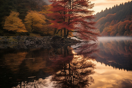 迷雾中红叶掩映的湖畔景色图片