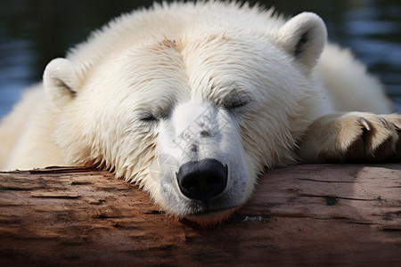 睡在木头上的的北极熊图片