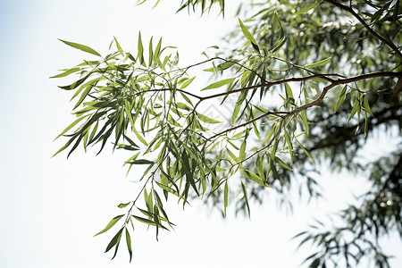 在蓝天下的美景绿叶背景图片