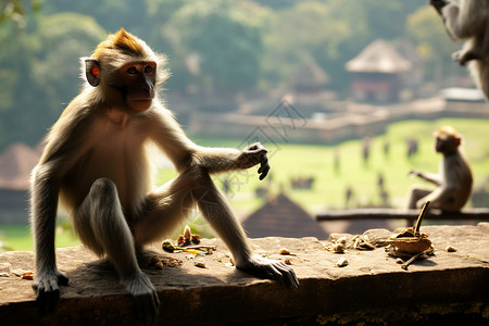 坐着的猴子图片
